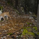 Male lynx known as B152 being photographed while a campaign of monitoring.