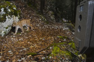 Male lynx known as B152 being photographed while a campaign of monitoring.