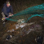 Member of the KORA, NGO specialized on predators in Switzerland, capturing a female lynx for translocation in Austria.