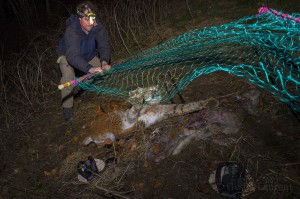 Member of the KORA, NGO specialized on predators in Switzerland, capturing a female lynx for translocation in Austria.