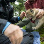 Three weeks old kitten being tagged by the KORA team in the Alps.