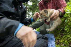 Three weeks old kitten being tagged by the KORA team in the Alps.