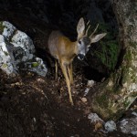 Roe deer (Capreolus capreolus) passing by a camera trap in the Jura mountains.