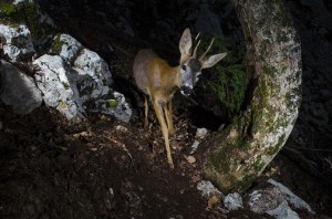 Roe deer (Capreolus capreolus) passing by a camera trap in the Jura mountains.