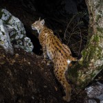 Wild european male lynx (Lynx lynx) B263 passing by the same trail...