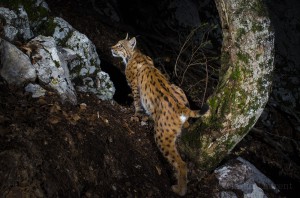 Wild european male lynx (Lynx lynx) B263 passing by the same trail...