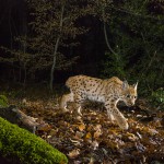 Wild female lynx (Lynx lynx) known as B218 walking in the forest in the Jura mountain at night..