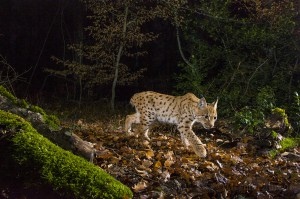 Wild female lynx (Lynx lynx) known as B218 walking in the forest in the Jura mountain at night..