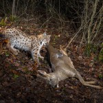 Wild european lynx B214 (Lynx lynx) pulling its roe deer prey (Capreolus capreolus) in the Jura Mountains, Switzerland.