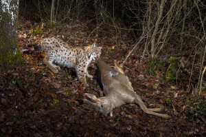 Wild european lynx B214 (Lynx lynx) pulling its roe deer prey (Capreolus capreolus) in the Jura Mountains, Switzerland.