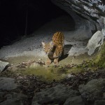 Wild european male lynx (Lynx lynx) B263 drinking at night, Jura mountains, Switzerland.