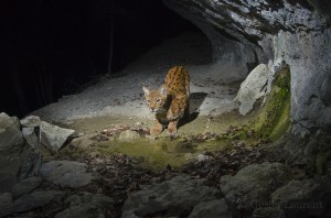Wild european male lynx (Lynx lynx) B263 drinking at night, Jura mountains, Switzerland.