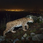 Wild european lynx (Lynx lynx) female known as B218, being photographed on camera trap with city lights in the background.