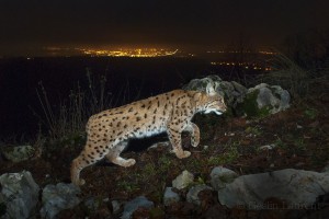 Wild european lynx (Lynx lynx) female known as B218, being photographed on camera trap with city lights in the background.