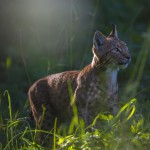 Wild European lynx (Lynx lynx) B191, unknown sex, coming out of the the wood in the Swiss Alps late in a summer day.