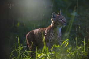 Wild European lynx (Lynx lynx) B191, unknown sex, coming out of the the wood in the Swiss Alps late in a summer day.