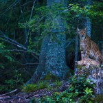 Very rare scene of a wild female european lynx (Lynx lynx) known as B123, with her two kittens, Jura mountains in Switzerland.