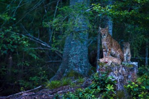 Very rare scene of a wild female european lynx (Lynx lynx) known as B123, with her two kittens, Jura mountains in Switzerland.