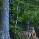 Very rare scene of a wild female european lynx (Lynx lynx) known as B123, with one of her two kittens, Jura mountains in Switzerland.
