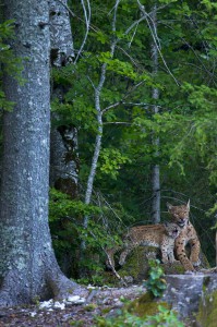 Very rare scene of a wild female european lynx (Lynx lynx) known as B123, with one of her two kittens, Jura mountains in Switzerland.