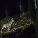 Roe deer (Capreolus capreolus) passing by a camera trap in the Swiss Alps.