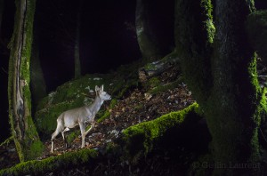 Roe deer (Capreolus capreolus) passing by a camera trap in the Swiss Alps.