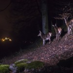 Red deer (Cervus elaphus) walking by a camera trap with the Castle of La Gruyère in the back ground.
