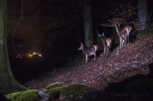 Red deer (Cervus elaphus) walking by a camera trap with the Castle of La Gruyère in the back ground.