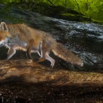 Fox (vulpes vulpes) being photographed by a camera trap.