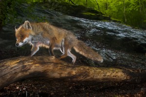 Fox (vulpes vulpes) being photographed by a camera trap.