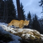Wild european lynx (Lynx lynx), called Lary, coming back to a dead roe deer (Capreolus capreolus) it previously killed 2 days earlier in the Simmental valley, Switzerland.