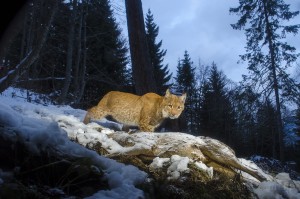 Wild european lynx (Lynx lynx), called Lary, coming back to a dead roe deer (Capreolus capreolus) it previously killed 2 days earlier in the Simmental valley, Switzerland.