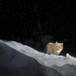 Wild european lynx (Lynx lynx), called Lary, walking in deep snow in the Simmental valley, Switzerland.