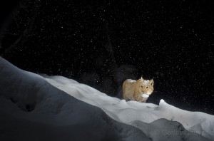 Wild european lynx (Lynx lynx), called Lary, walking in deep snow in the Simmental valley, Switzerland.