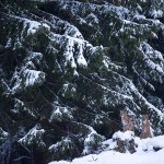 Wild female lynx (Lynx lynx) U297, with her 8 months old kitten B339, on the edge of a forest in the Swiss Alps.