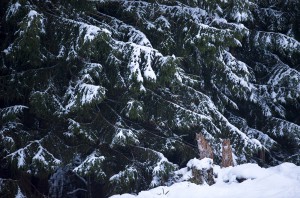 Wild female lynx (Lynx lynx) U297, with her 8 months old kitten B339, on the edge of a forest in the Swiss Alps.