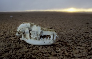 Skull of black backed jackal (Canis mesomelas) in the skeleton cost, Namibia.