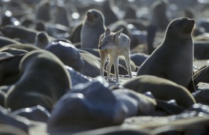 The group of black backed jackal (Canis mesomelas) in Cape Cross, Namibia, live mainly on pups from the fur seals colony (Arctocephalus pusillus).