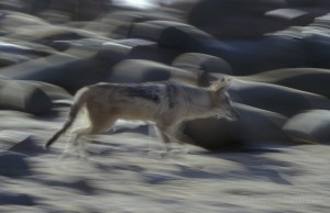 Black backed jackal (Canis mesomelas) are opportunists and will grab any seals pups that is away from her mother.