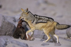 When a seal pup is killed, the Black backed jackal (Canis mesomelas) takes it away from the colony to eat it.