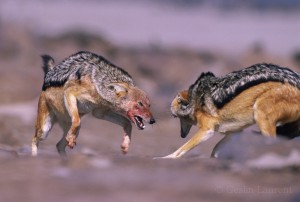 As social pack dogs, the Black backed jackals (Canis mesomelas) have a strict hierarchy and the strongest show their dominance if a wicker individual trespass the rules...