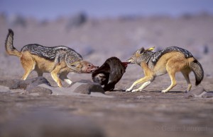 Black backed jackal (Canis mesomelas) often fight during the feast and the dominants are always the firsts to be served.