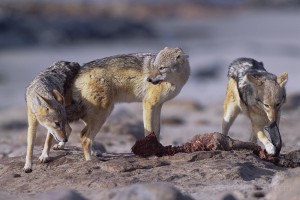 During the feast, the Black backed jackal (Canis mesomelas) adopt submissive posture to avoid conflicts...