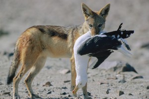 Black backed jackal (Canis mesomelas) having caught a cape gull (Larus dominicanus), skeleton cost...