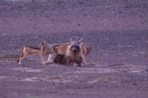 The discret brown hyena (Hyaena brunnea) being harassed by three Black backed jackal (Canis mesomelas) near Cape Cross Reserve, Namibia.