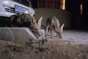 Black backed jackal (Canis mesomelas) in an urban area, Windhoek, Namibia.