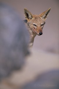 Portrait of a Black backed jackal,