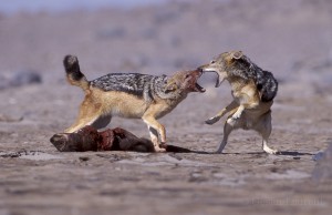 Black-Backed-Jackal_Laurent-Geslin_17