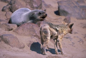 Wicker or sick jackals are roaming the beach of Cape Cross to try to find some scraps. Here, a mangy individual is trying is luck with a healthy female fur seal.