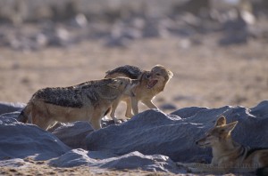 Jackals fighting,